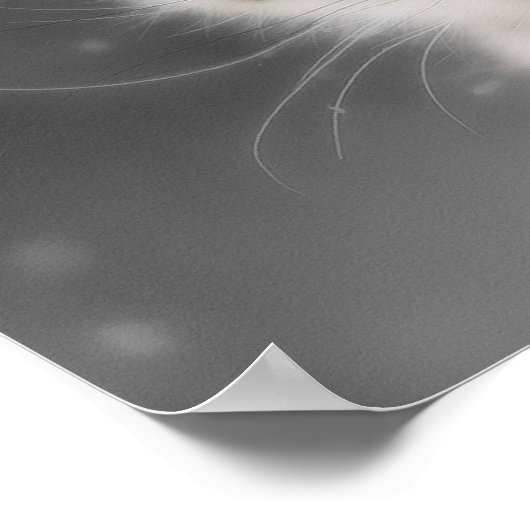 ユキヒョウ ポスター (角)