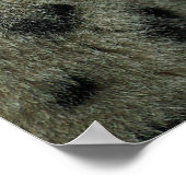 ユキヒョウ ポスター (角)