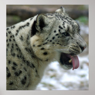 ユキヒョウ ポスター