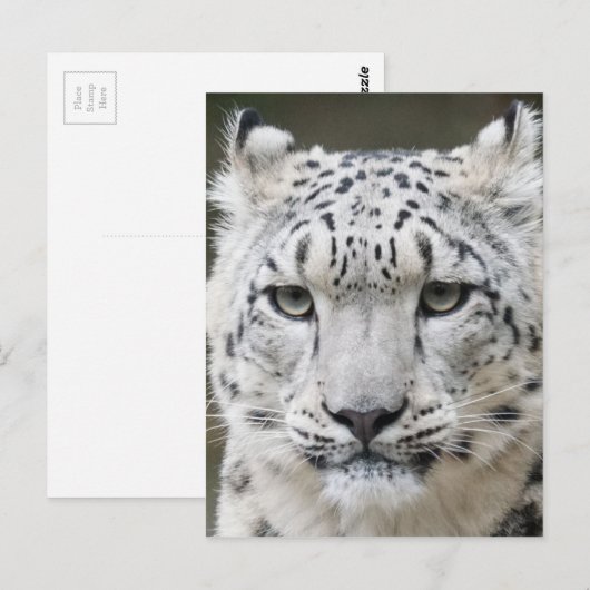 ユキヒョウ ポストカード (正面/裏面)