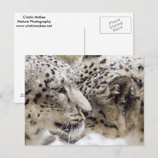 ユキヒョウ ポストカード (正面/裏面)