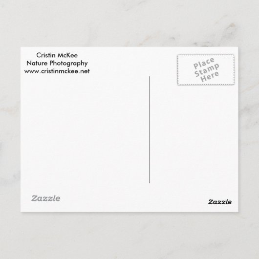 ユキヒョウ ポストカード (裏面)