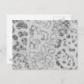 ユキヒョウ ポストカード (正面/裏面)