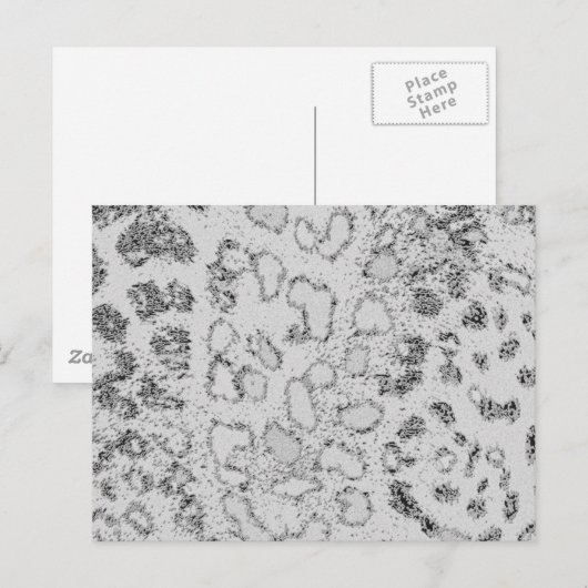 ユキヒョウ ポストカード (正面/裏面)