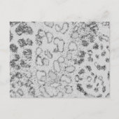 ユキヒョウ ポストカード (正面)