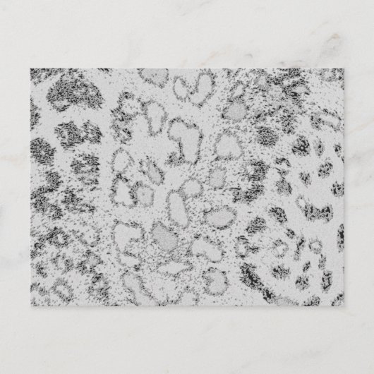 ユキヒョウ ポストカード (正面)