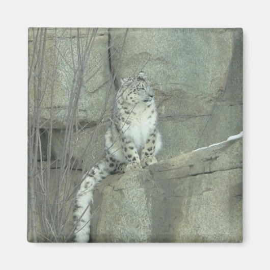 ユキヒョウ マグネット (正面)