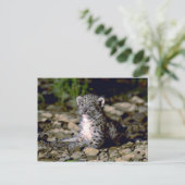 ユキヒョウ、若い子 ポストカード (スタンド正面)