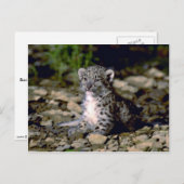ユキヒョウ、若い子 ポストカード (正面/裏面)