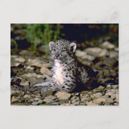 ユキヒョウ、若い子 ポストカード (正面)