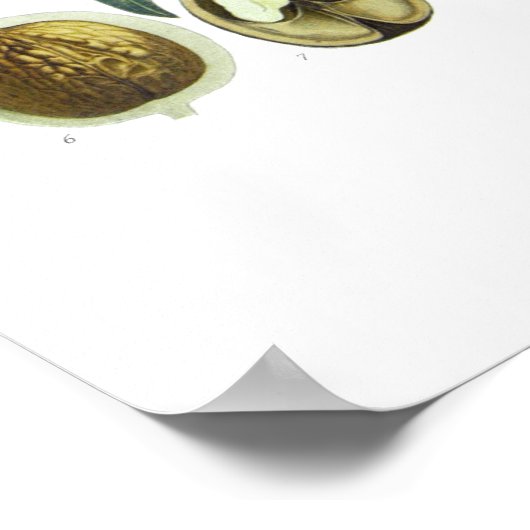 ユグランレギア（クルミ） ポスター (角)