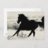 ユタの野生の馬紙 ポストカード (正面/裏面)
