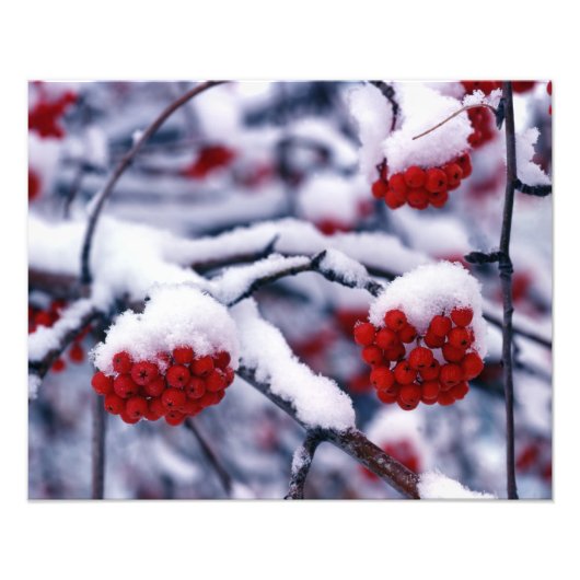 ユタ州のナナカマドの実に雪が降る フォトプリント            (正面)