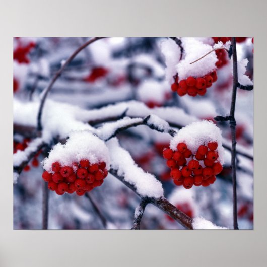 ユタ州のナナカマドの実に雪が降る ポスター (正面)