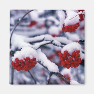 ユタ州のナナカマドの実の雪景色 マグネット