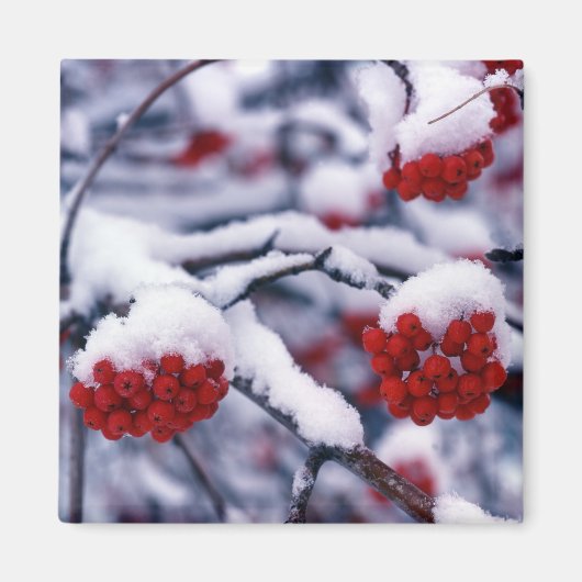 ユタ州のナナカマドの実の雪景色 マグネット (正面)