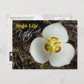 ユタ州の花：セゴリリー ポストカード (正面/裏面)