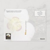 ユタ州の花：セゴリリー ポストカード (裏面)