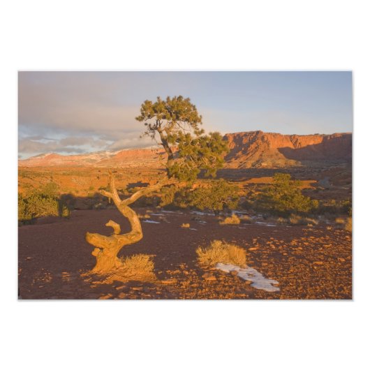 ユタ州の Juniperus osteosperma) フォトプリント (正面)