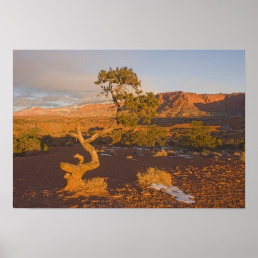 ユタ州の Juniperus osteosperma) ポスター (正面)