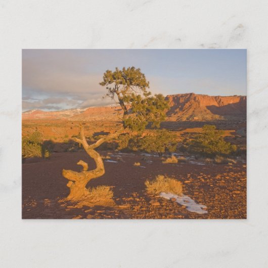 ユタ州の Juniperus osteosperma) ポストカード (正面)
