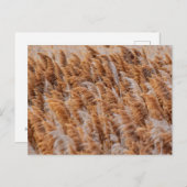 ユタ州アンテロープ島のイグサ ポストカード (正面/裏面)