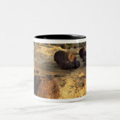 ユタ州キャピトルリーフ国立公園。米国 ツートーンマグカップ (中央)