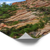 ユタ州シオン国立公園で生育する針葉樹 ポスター (角)