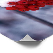 ユタ州ヨーロッパマウンテンアッシュベリーの雪。 ポスター (角)