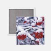 ユタ州ヨーロッパマウンテンアッシュベリーの雪。 マグネット (正面/裏面)