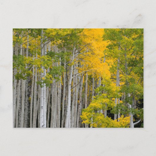ユタ州。アメリカ。アメリカヤマナラシ (Populus Tremuloides) ポストカード (正面)