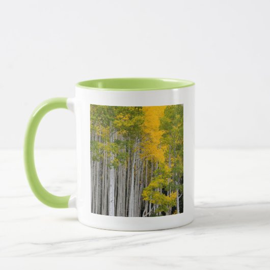 ユタ州。アメリカ。アメリカヤマナラシ (Populus Tremuloides) マグカップ (左)