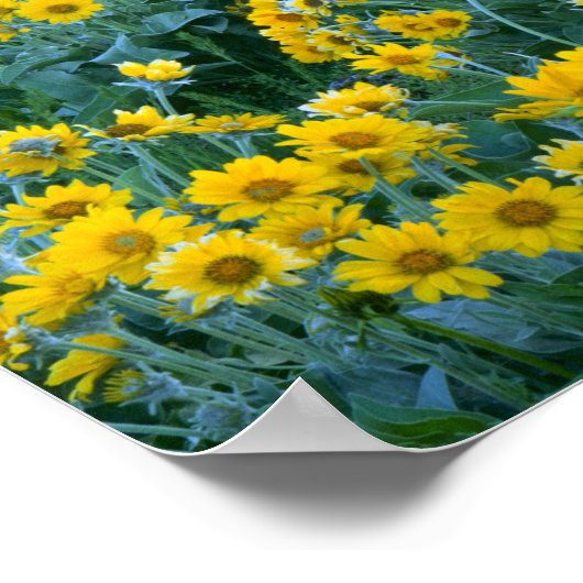 ユタ州.アメリカ。アローリーフバルサムルートバルサモラヒサ ポスター (角)