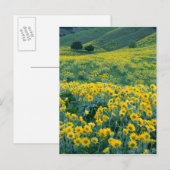 ユタ州。アメリカ。オウレンソウ属のArrowleaf balsamroot ポストカード (正面/裏面)