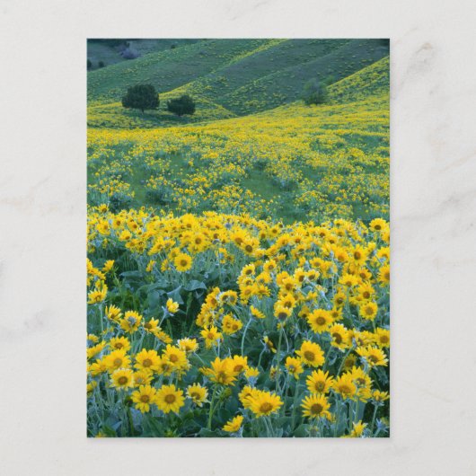 ユタ州。アメリカ。オウレンソウ属のArrowleaf balsamroot ポストカード (正面)