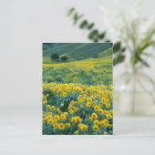 ユタ州。アメリカ。オウレンソウ属のArrowleaf balsamroot ポストカード (スタンド正面)