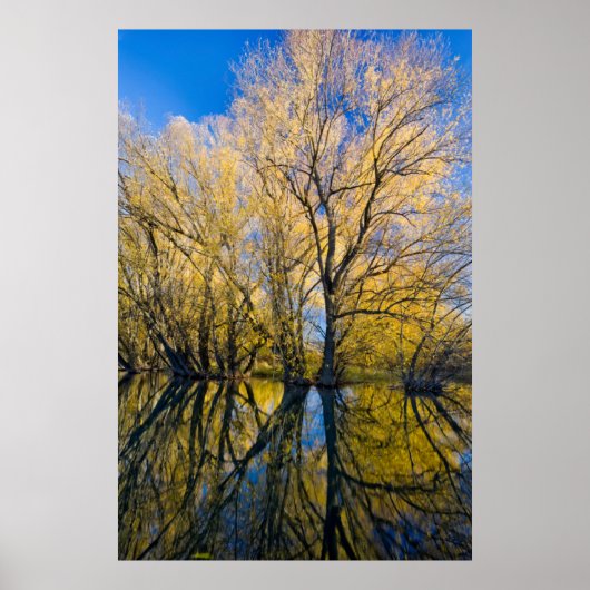 ユタ州.アメリカ。ピーチリーフ柳 ポスター (正面)