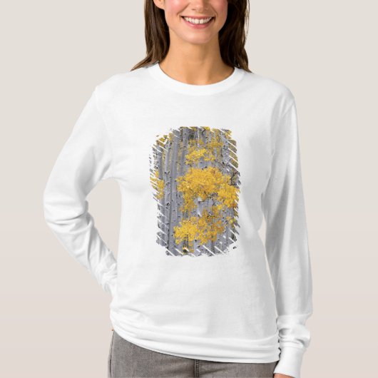 ユタ州 アメリカ ポプラ林 (Populus tremuloides) Tシャツ (正面)