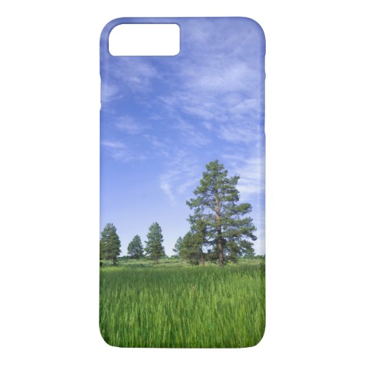 ユタ州。アメリカ。ポンデローサパイン(Pinus ponderosa)& Case-Mate iPhoneケース (裏面)