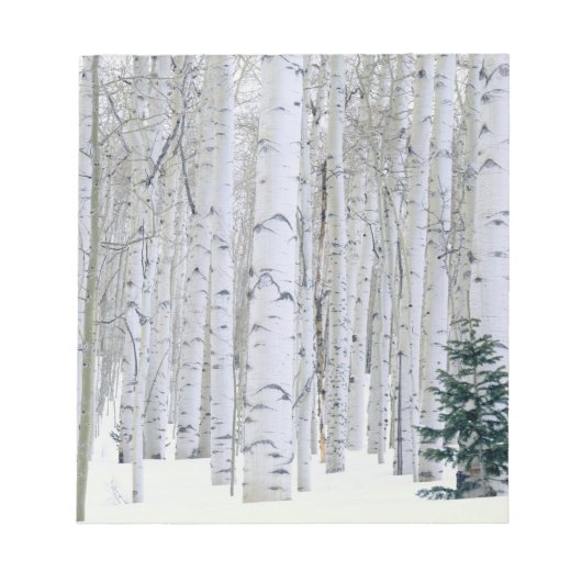 ユタ州 アメリカ ヤマナラシ (Populus tremuloides) と ノートパッド (正面)