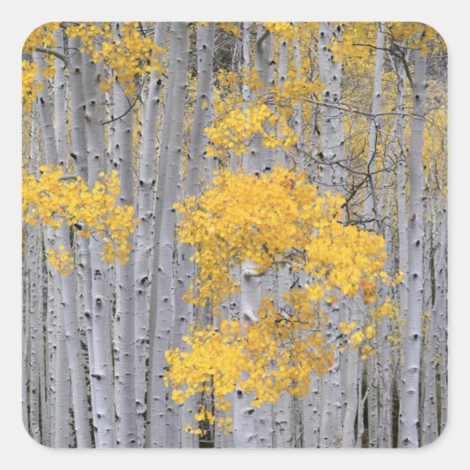 ユタ州 アメリカ ヤマナラシ (Populus tremuloides) の林 スクエアシール (正面)