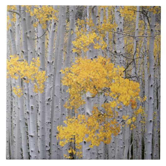 ユタ州 アメリカ ヤマナラシ (Populus tremuloides) の林 タイル (正面)