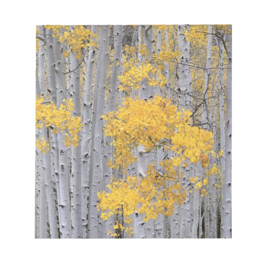 ユタ州 アメリカ ヤマナラシ (Populus tremuloides) の林 ノートパッド (正面)