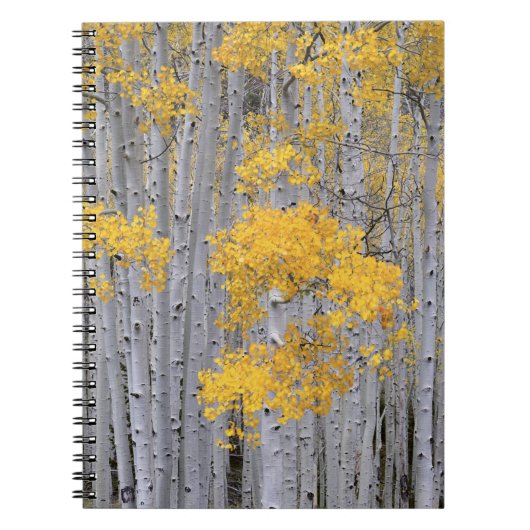 ユタ州 アメリカ ヤマナラシ (Populus tremuloides) の林 ノートブック (正面)