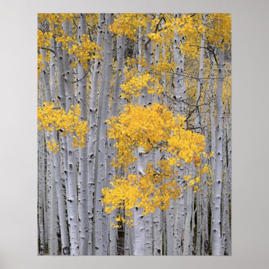 ユタ州 アメリカ ヤマナラシ (Populus tremuloides) の林 ポスター (正面)