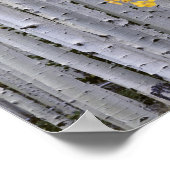 ユタ州.アメリカ。《植物》アスペン林 ポスター (角)