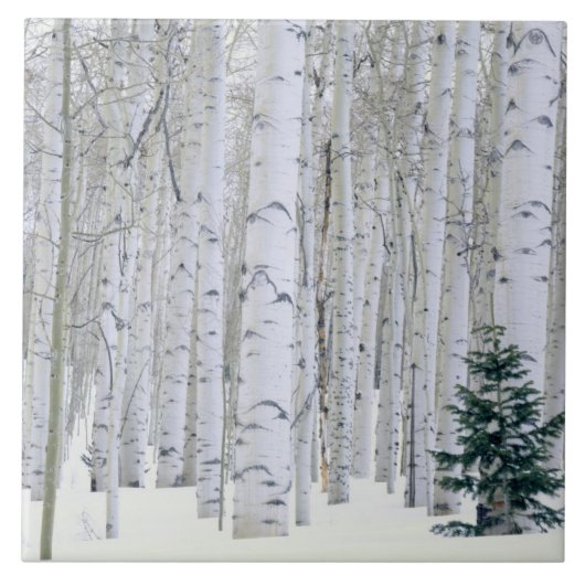 ユタ州.アメリカ。《植物》アスペン(ポピュラス・トレムロイデス) & Doglas タイル (正面)