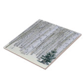 ユタ州.アメリカ。《植物》アスペン(ポピュラス・トレムロイデス) & Doglas タイル (側面)