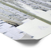 ユタ州.アメリカ。《植物》アスペン（ポピュラス・トレムロイデス） & Doglas ポスター (角)