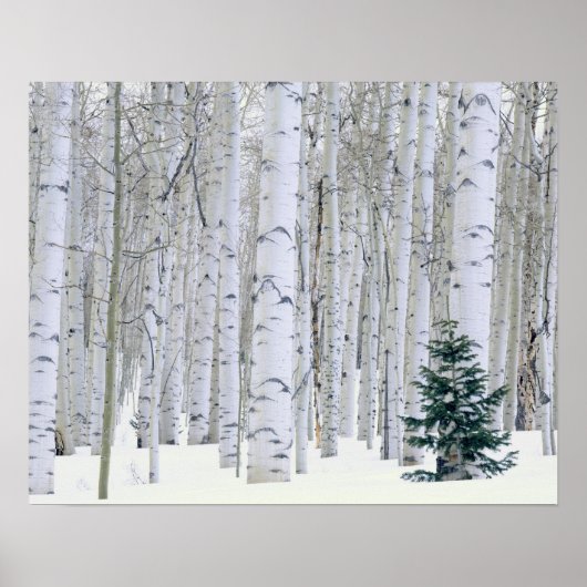 ユタ州.アメリカ。《植物》アスペン（ポピュラス・トレムロイデス） & Doglas ポスター (正面)